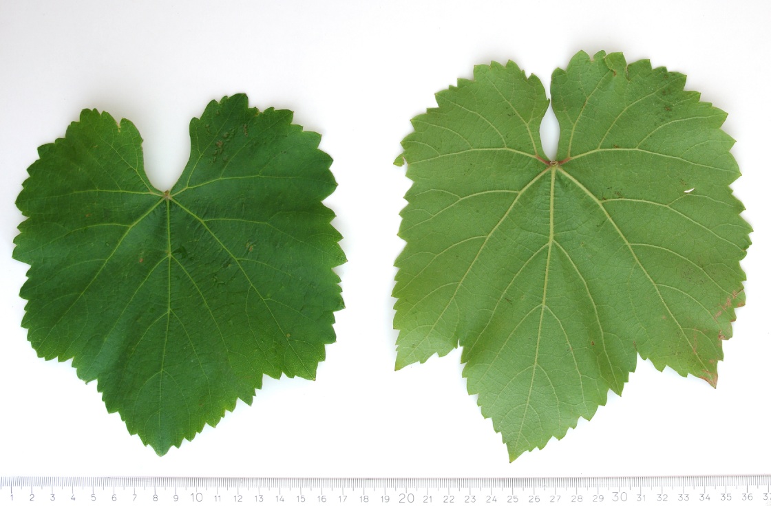 Wildbacher Blau - Mature leaf