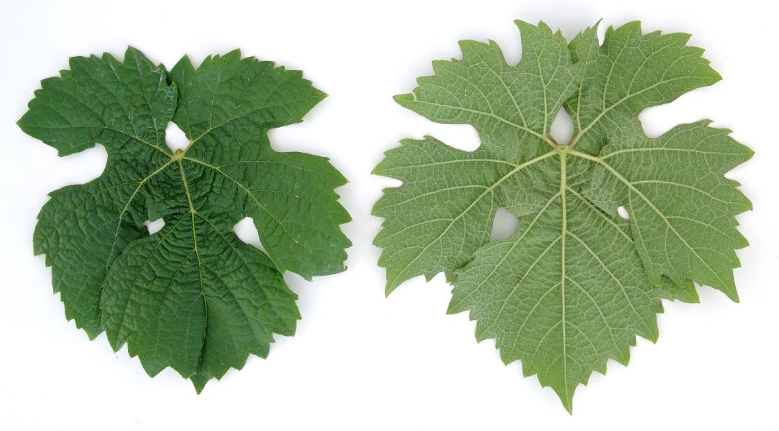 Wuerzer - Mature leaf