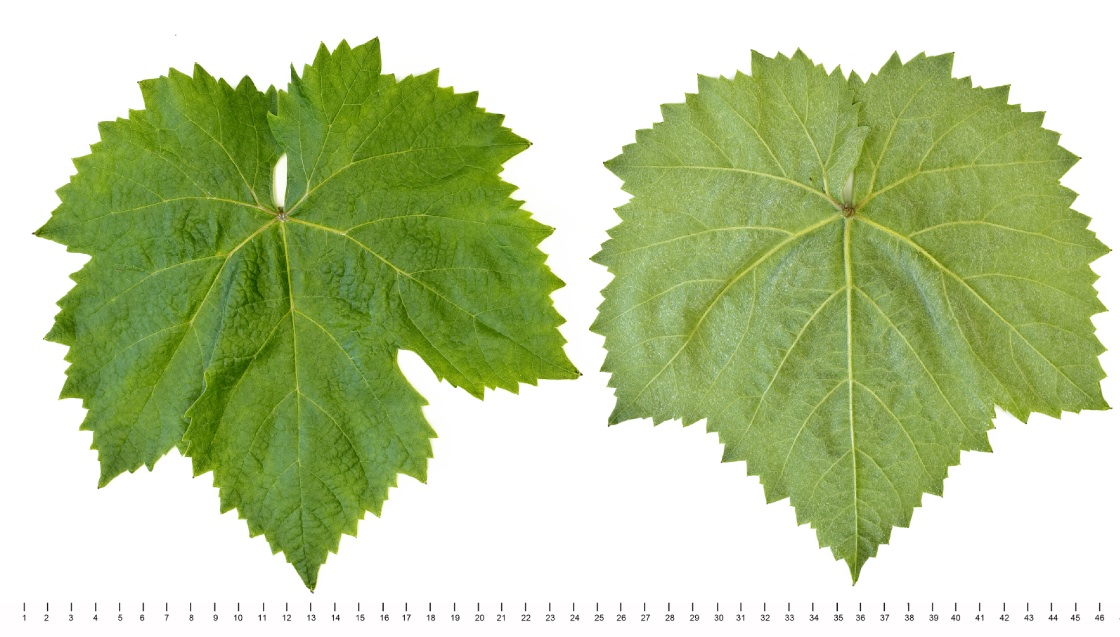 Xarello - Mature leaf