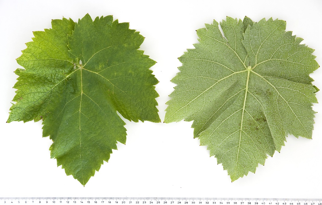 Xynomavro - Mature leaf