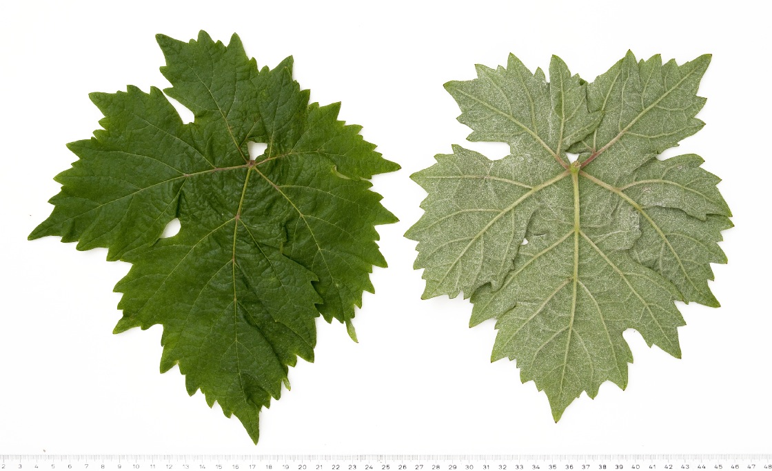 Biancu Gentille - Mature leaf