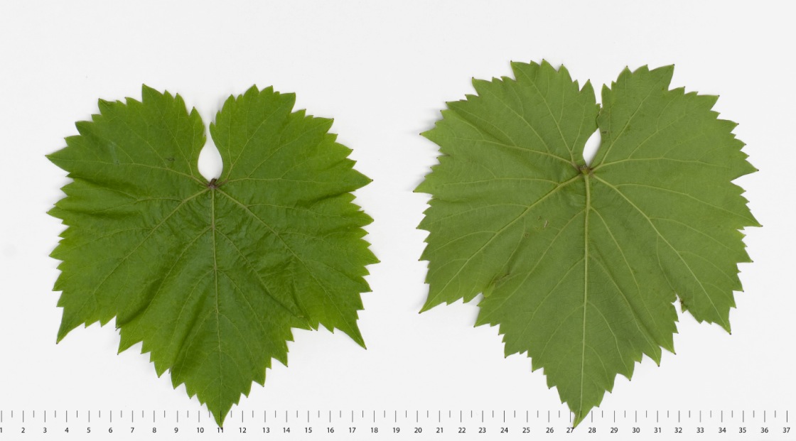 Zala Gyoengye - Mature leaf