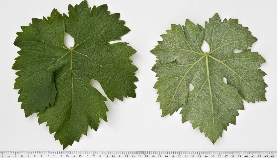 Biborkadarka - Mature leaf