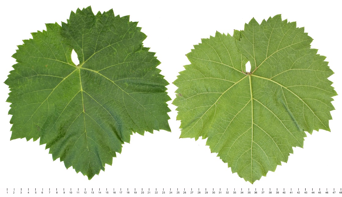 Zengoe - Mature leaf