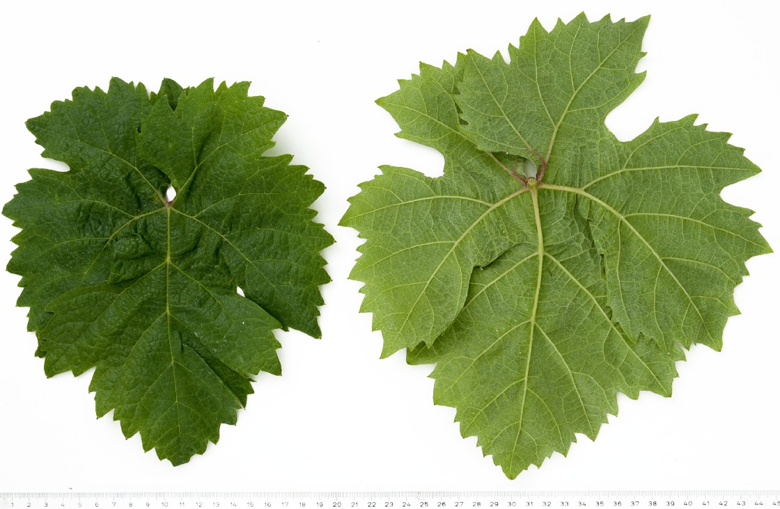 Zenit - Mature leaf