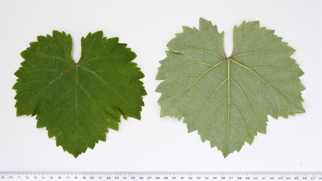 Koevidinka - Mature leaf