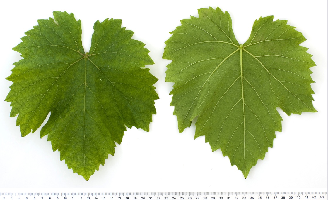 Blaufraenkisch - Mature leaf