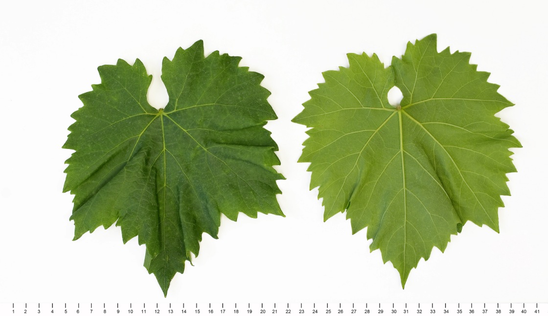 PRC Bijeli - Mature leaf