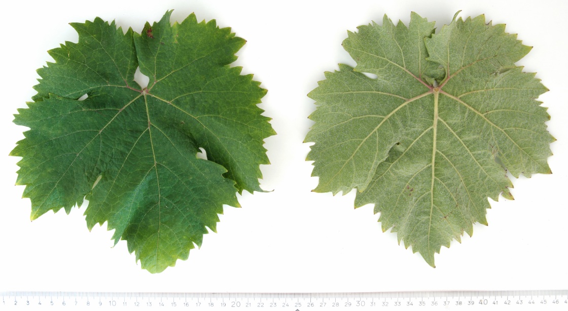 Bombino Bianco - Mature leaf
