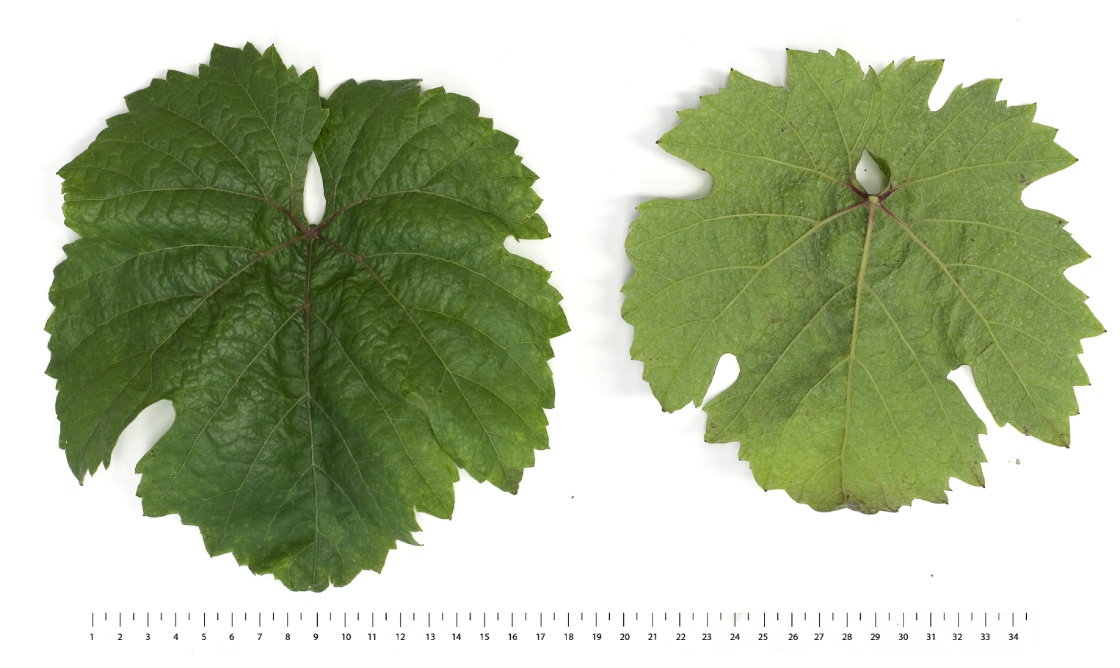 Roesler - Mature leaf