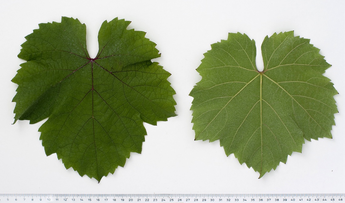 Cabernet Mitos - Mature leaf