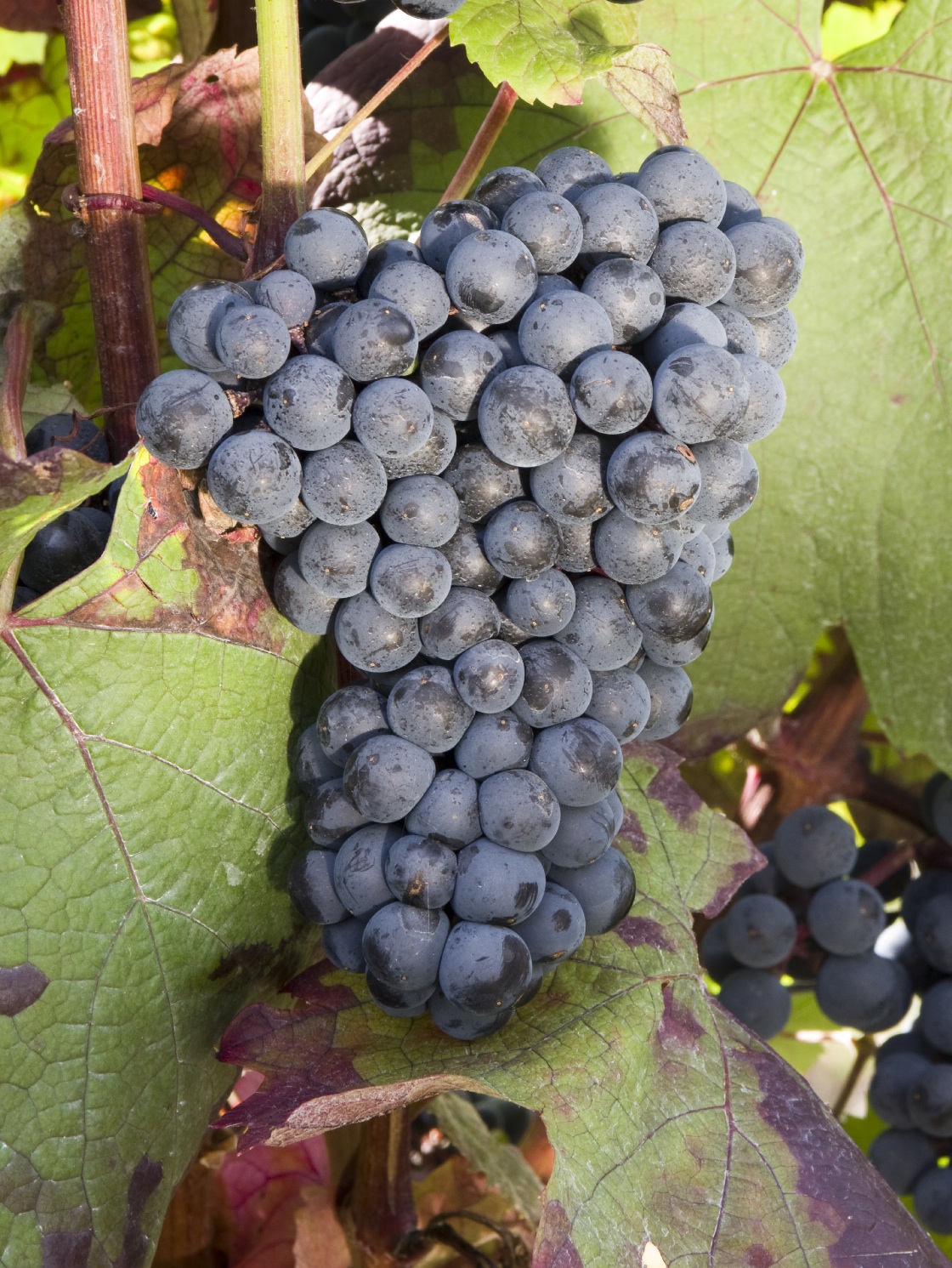Cabernet Mitos - Cluster in the field