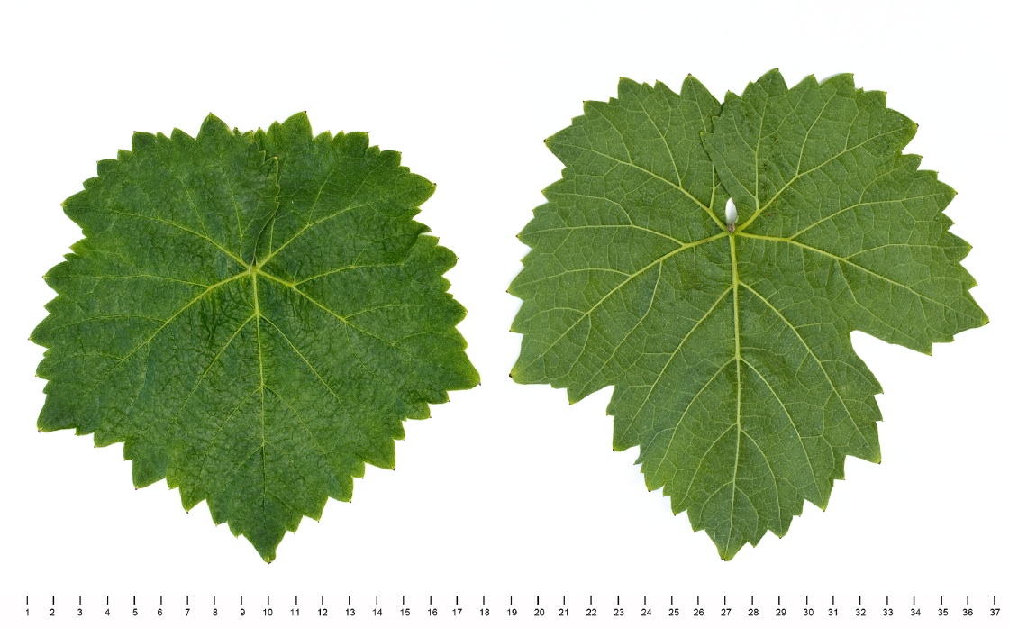 Brachetto - Herbarized leaf