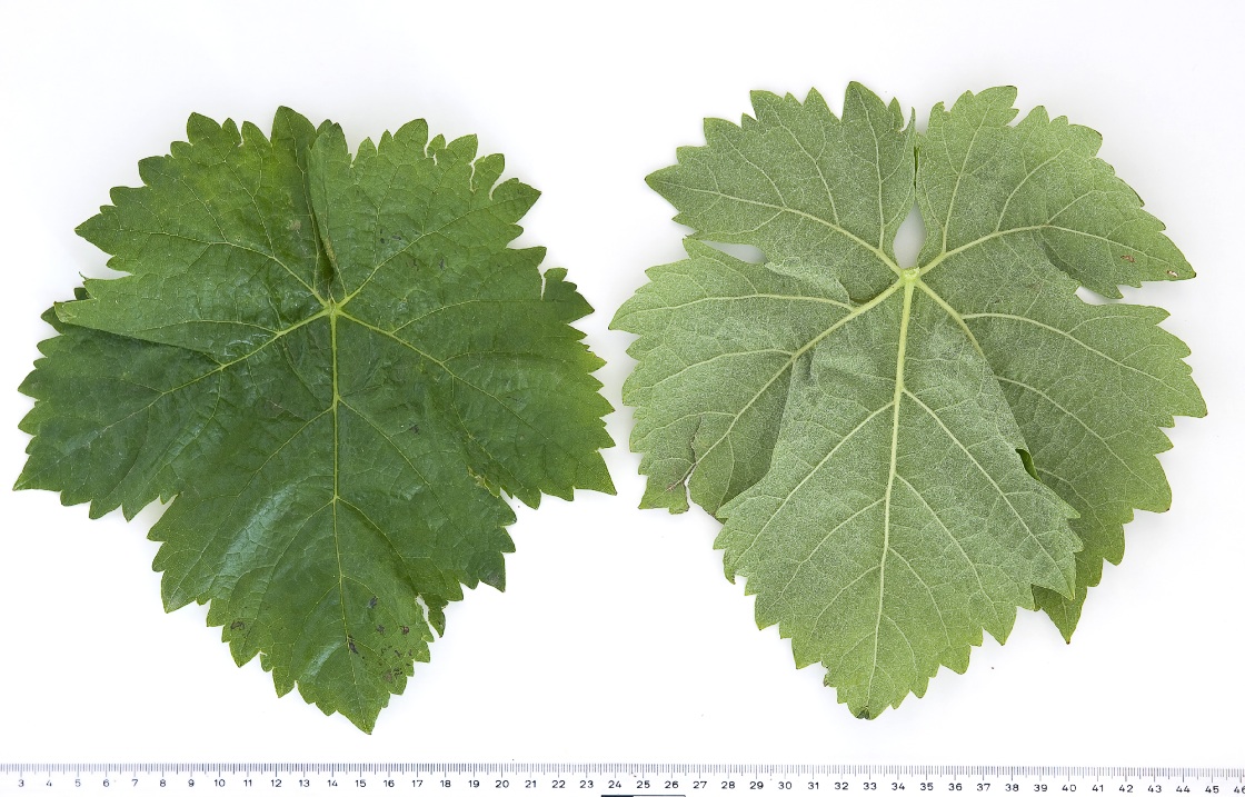 Trincadeira - Mature leaf