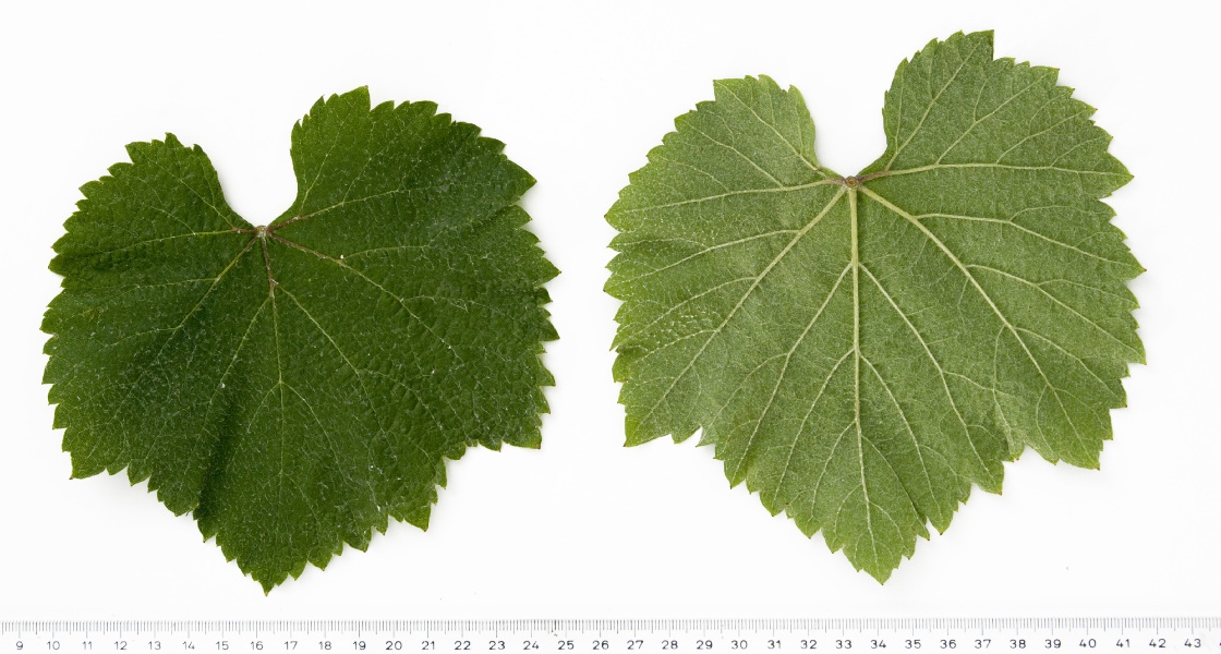 Alvarinho - Mature leaf