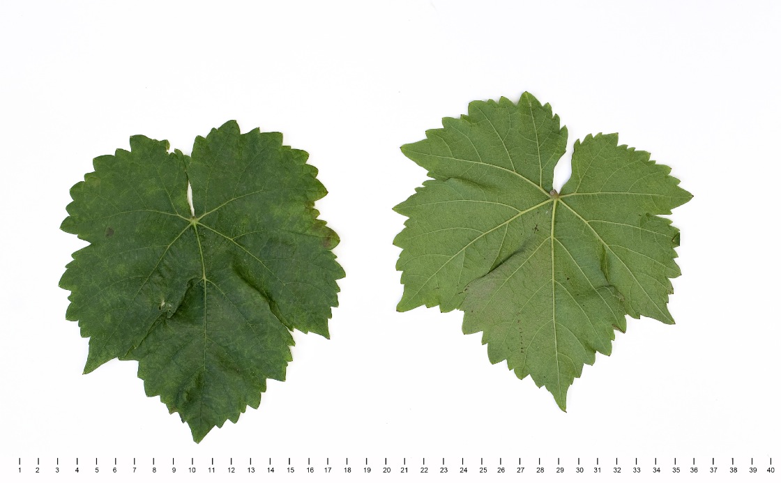 Negru Aromat - Mature leaf