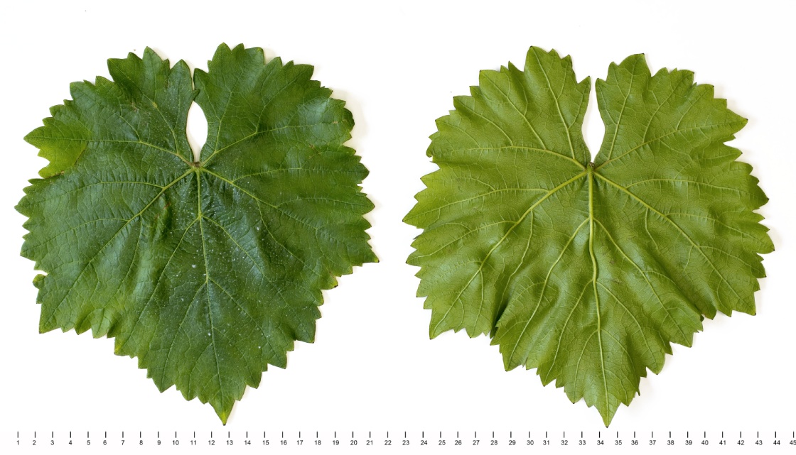 Matrai Muskotaly - Mature leaf