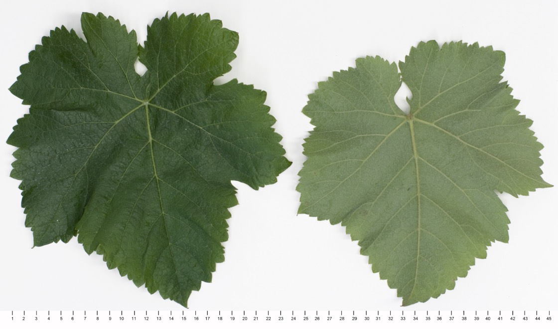 BOUCHALES - Mature leaf