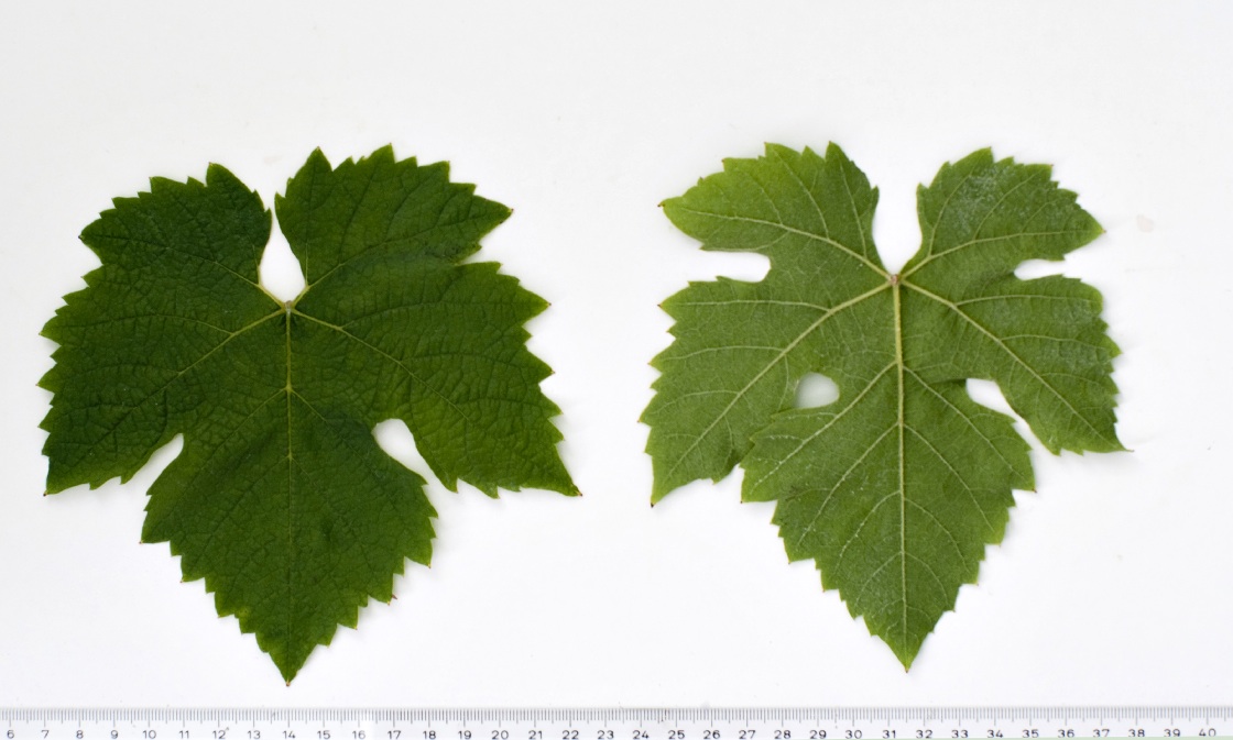 Gamaret - Mature leaf
