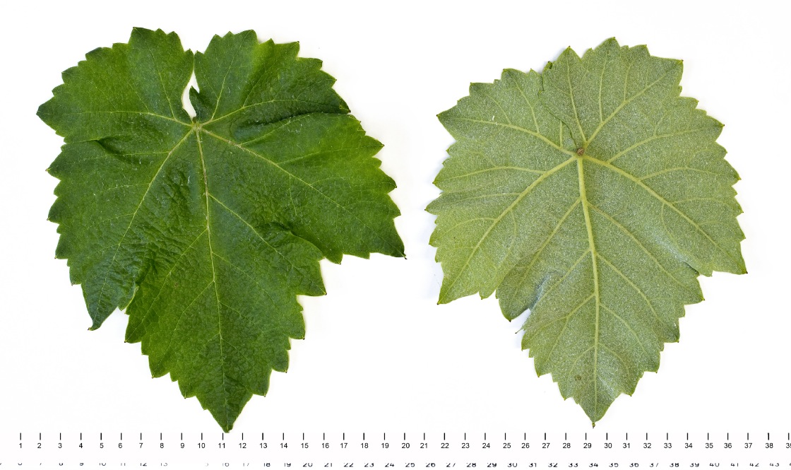 Bourboulenc - Mature leaf
