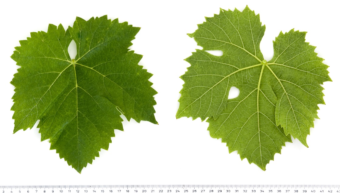 Bouvier - Mature leaf