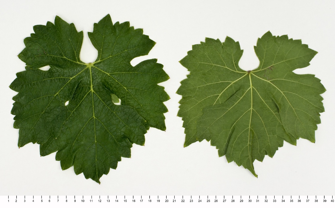 Marselan - Mature leaf