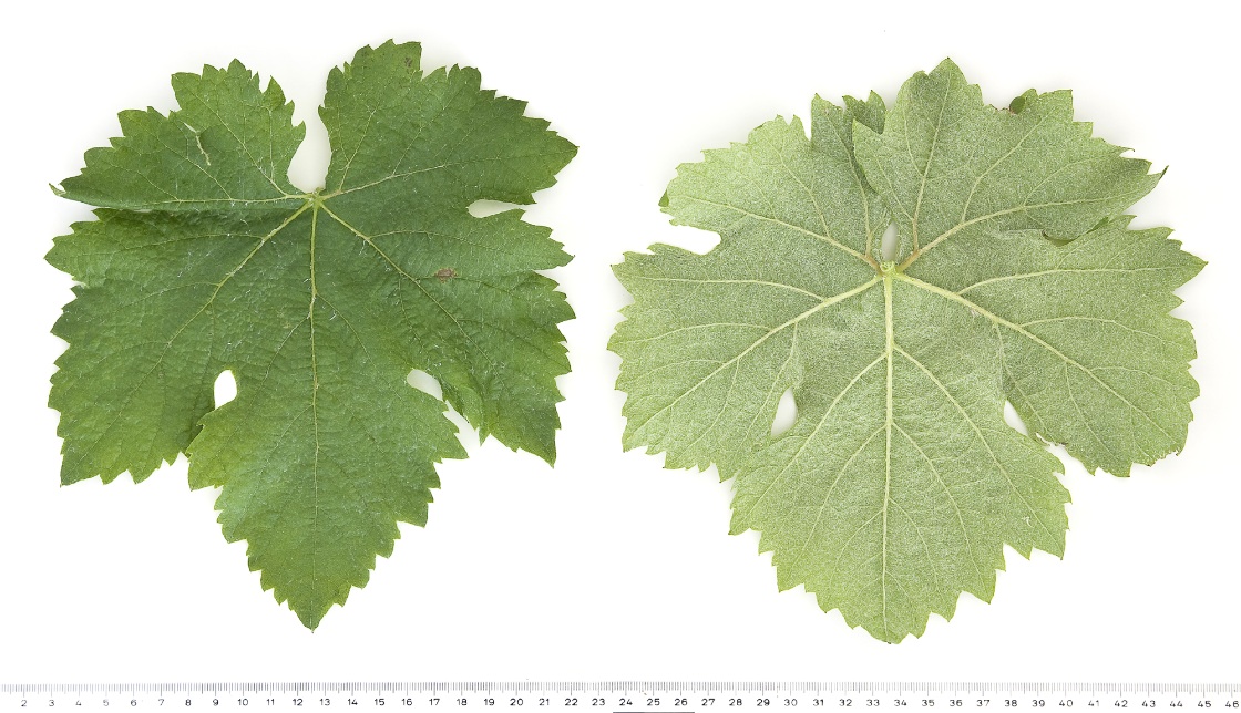 Alvarelhao - Mature leaf