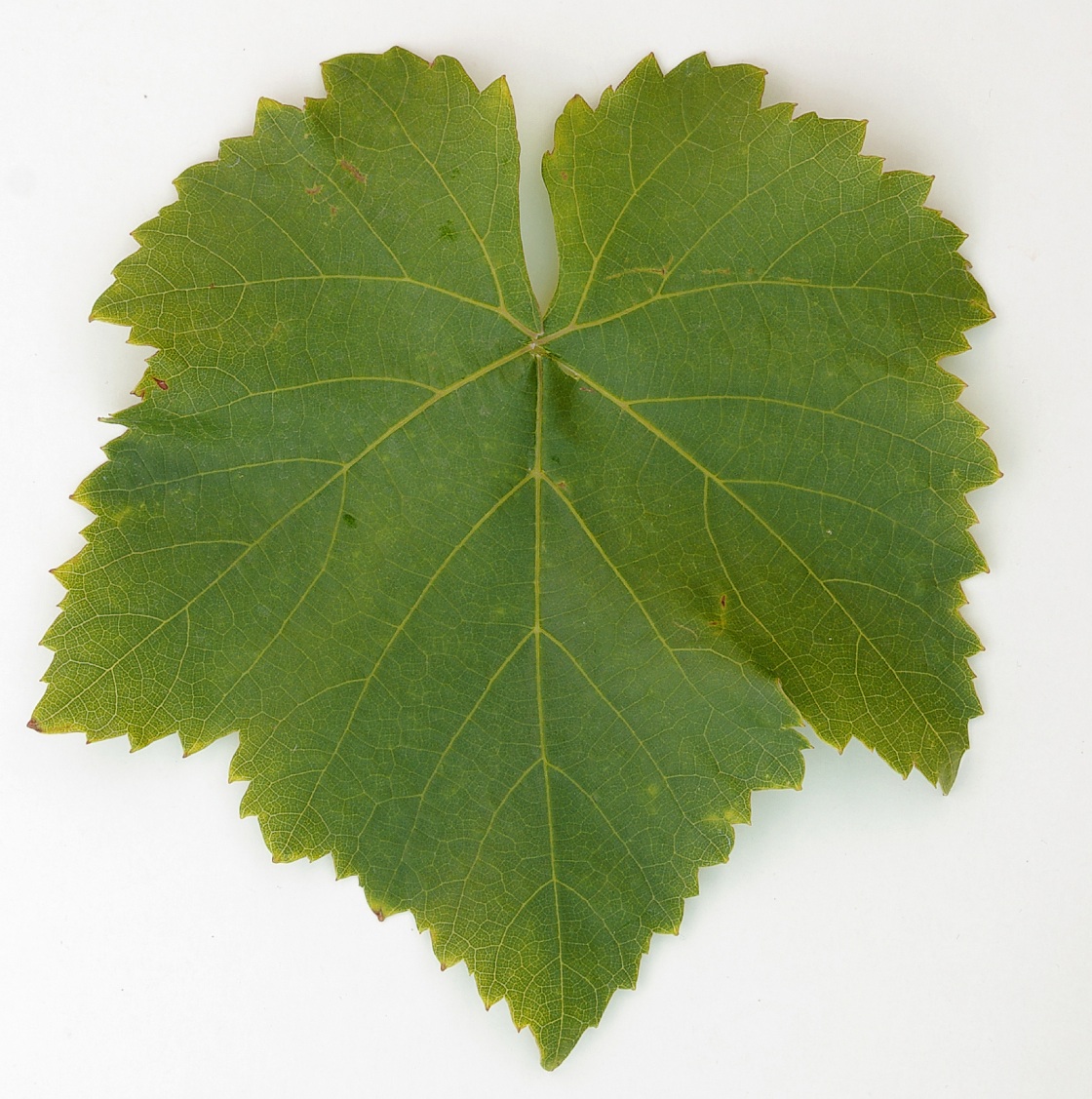 Acolon - Mature leaf
