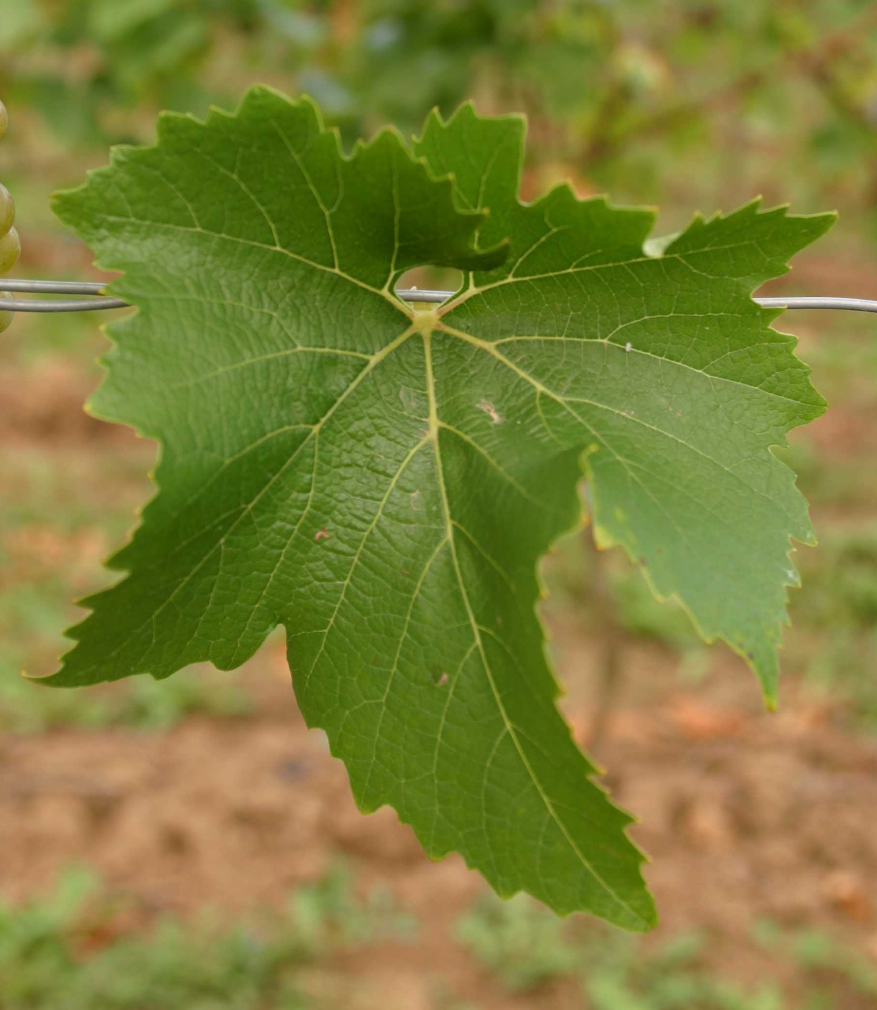 Bronner - Mature leaf
