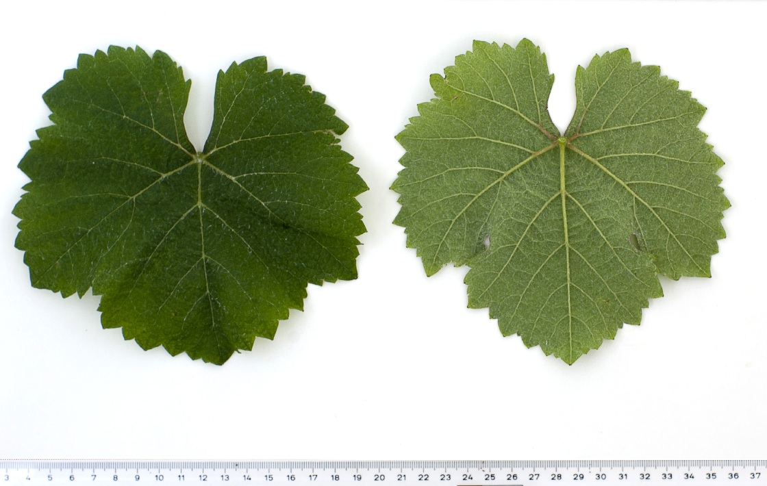 Savagnin Blanc - Mature leaf