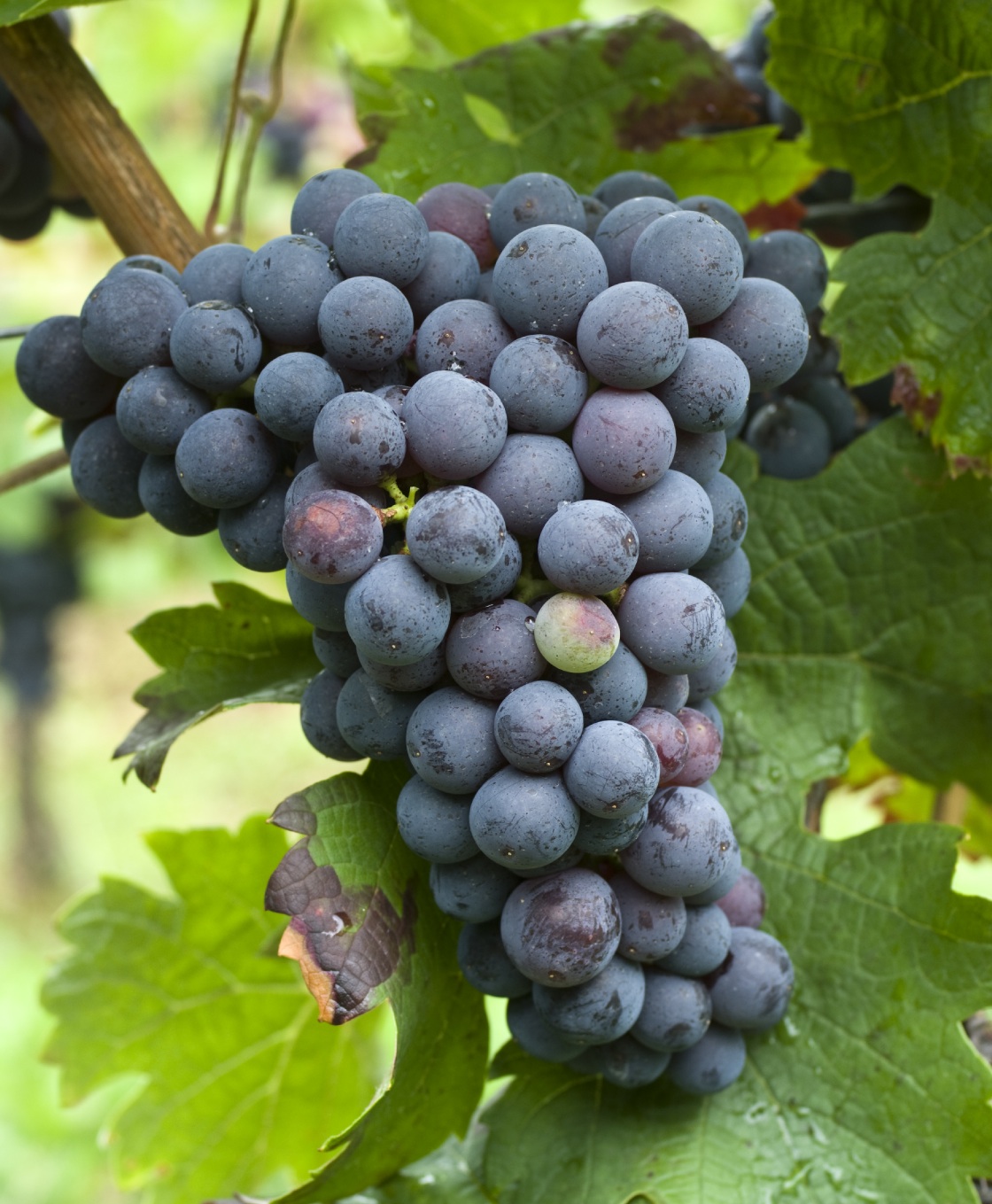 Cabernet Franc - Cluster in the field