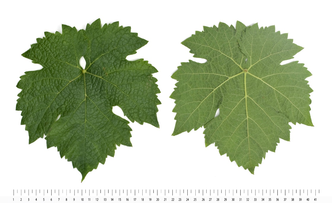 Cabernet Franc - Mature leaf
