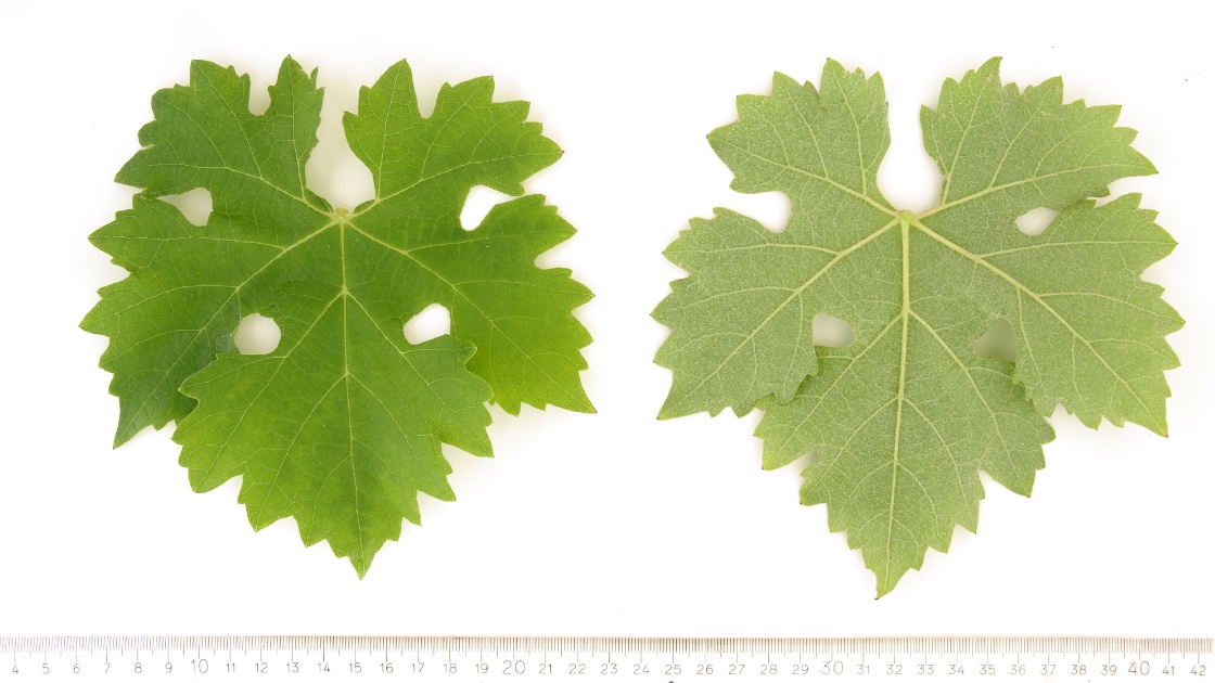 Cabernet Sauvignon - Mature leaf