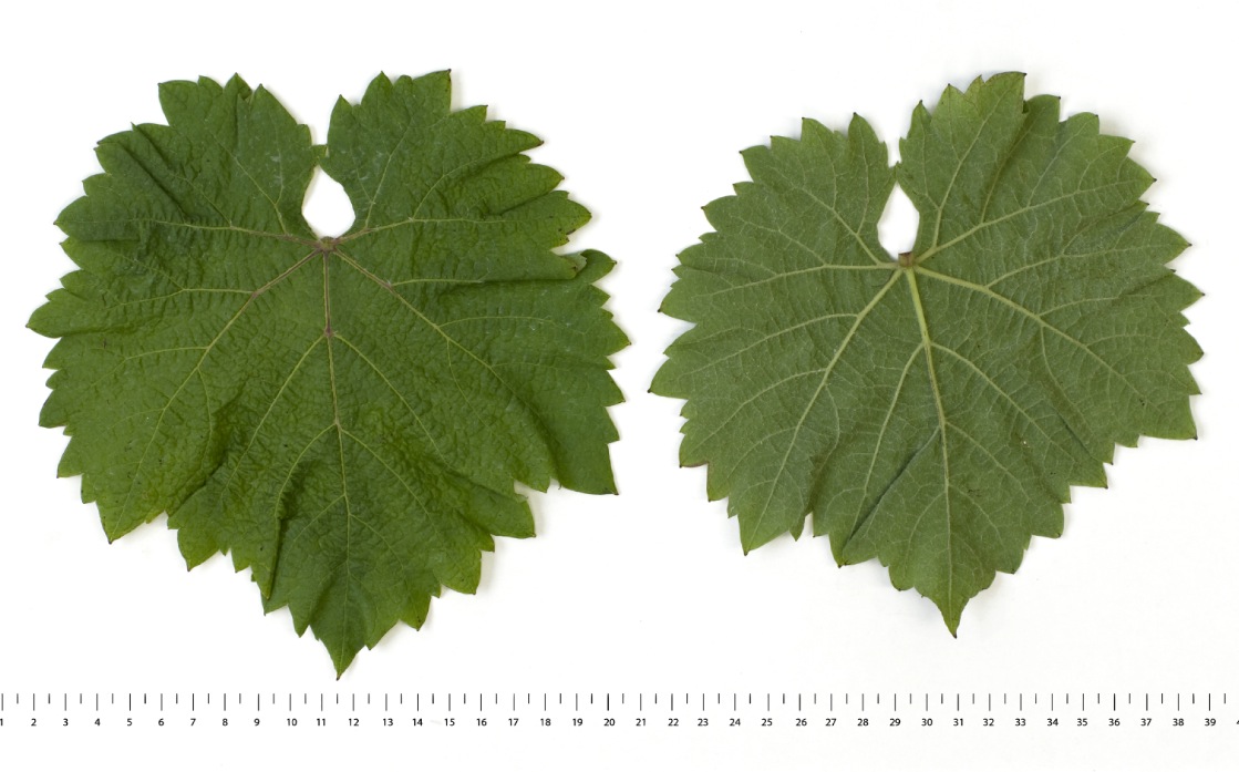 Pinotin - Mature leaf
