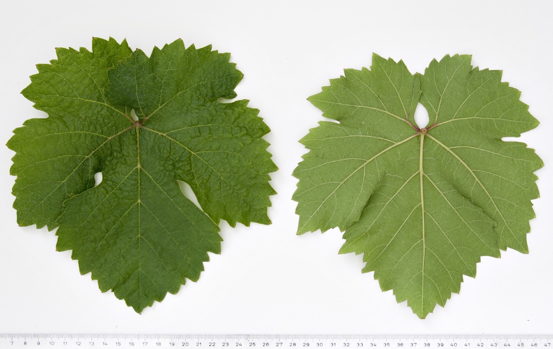 Cabernet Dorsa - Mature leaf