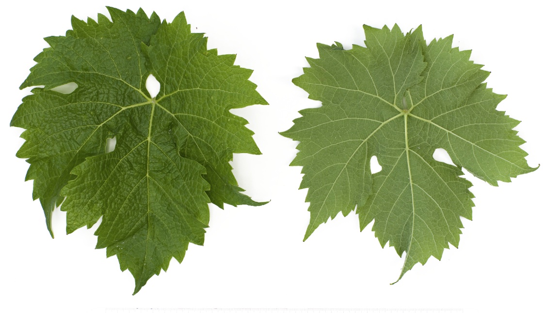Cabernet Cortis - Mature leaf
