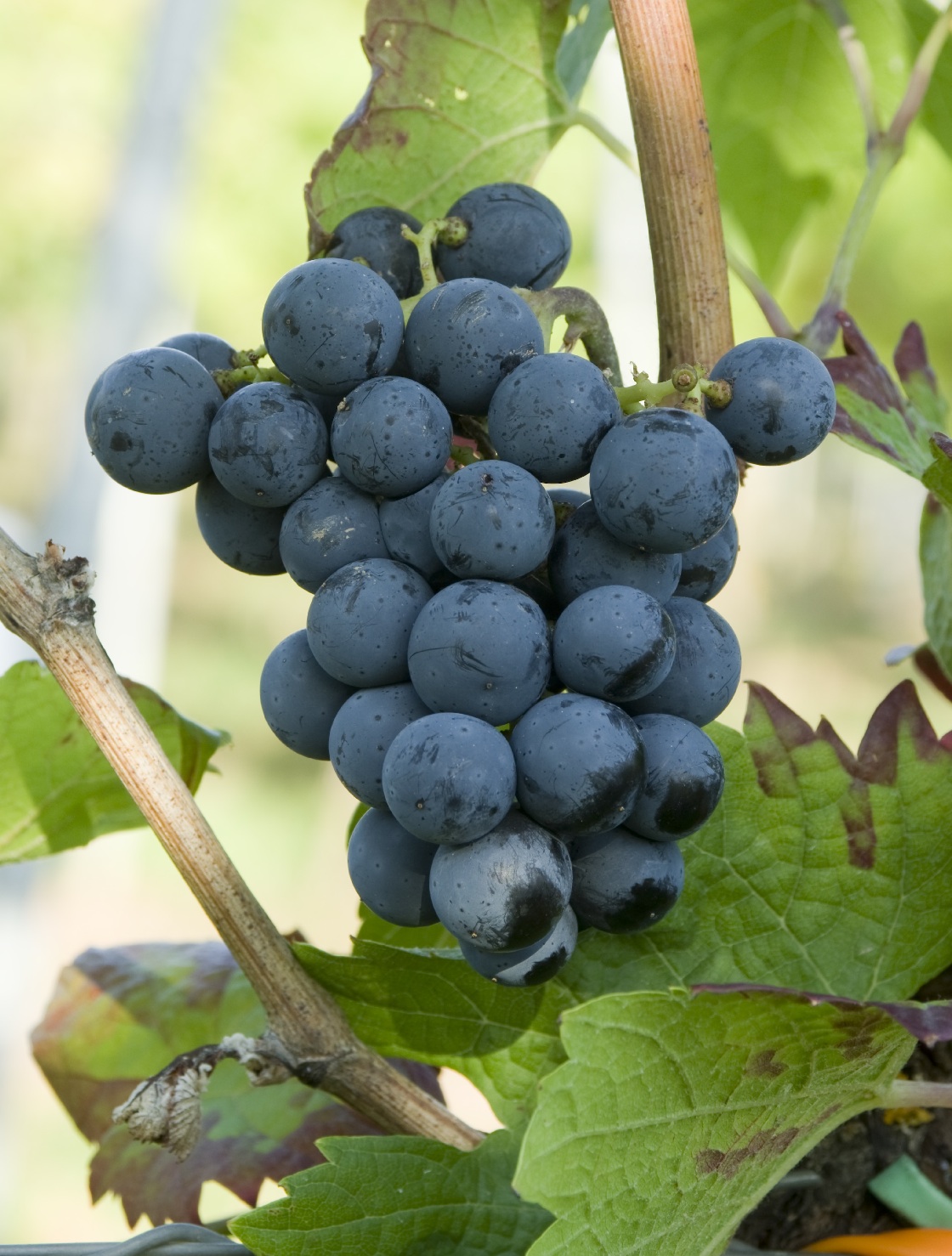 Cabernet Cortis - Cluster in the field