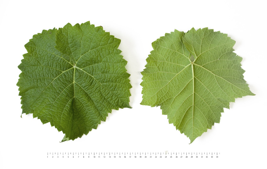 Solaris - Mature leaf