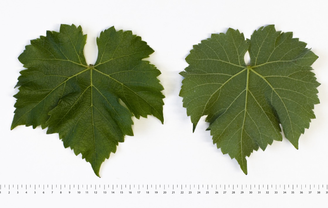 VILLARIS - Mature leaf
