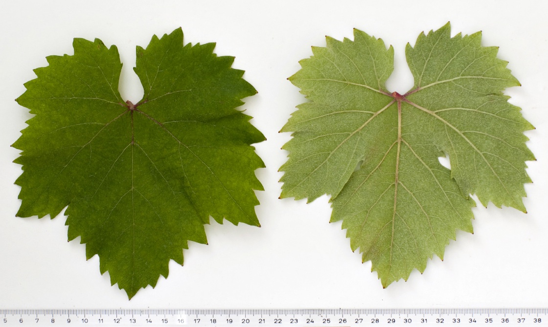 Canaiolo Nero - Mature leaf