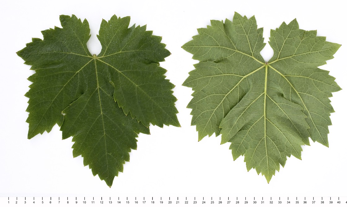 CARDINAL - Mature leaf