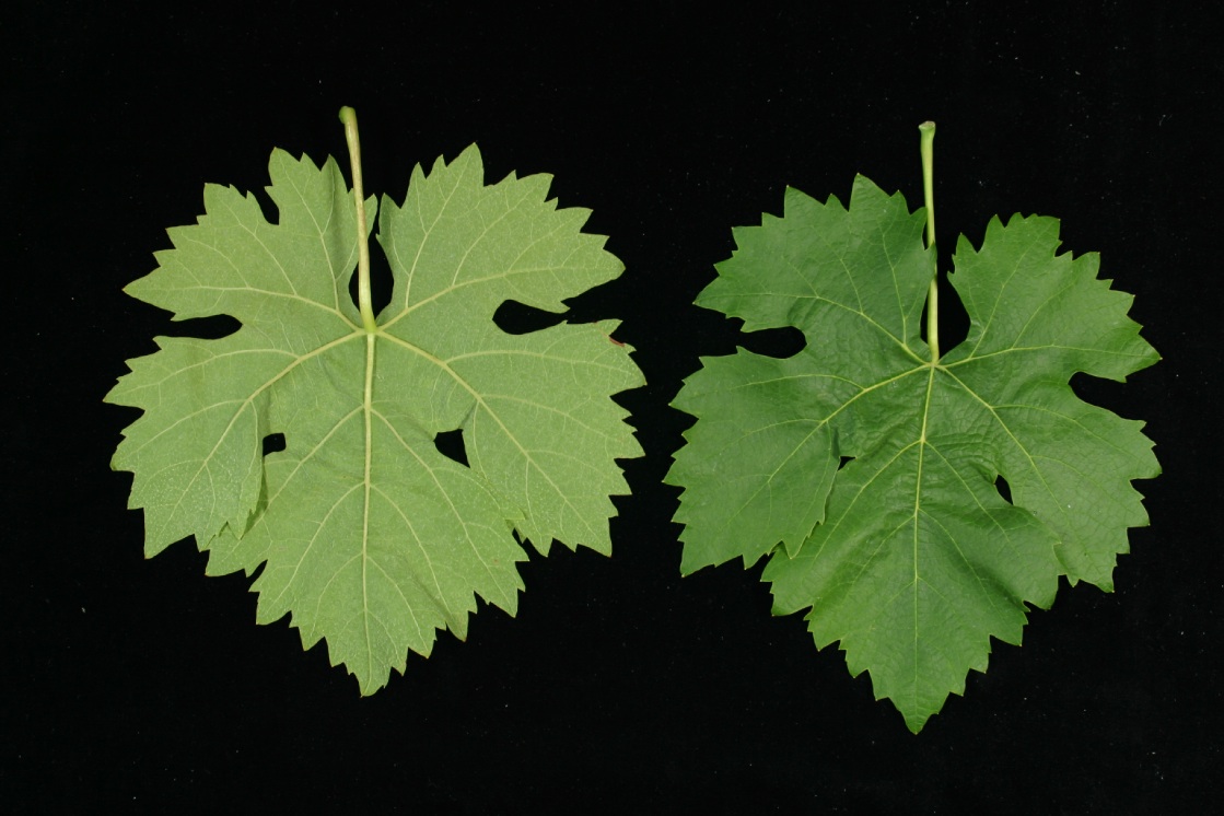 Carignan Noir - Mature leaf