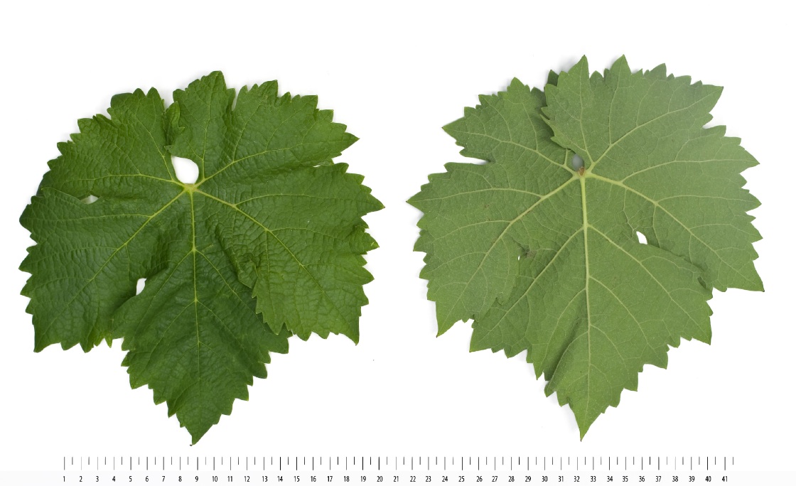 Carmenere - Mature leaf