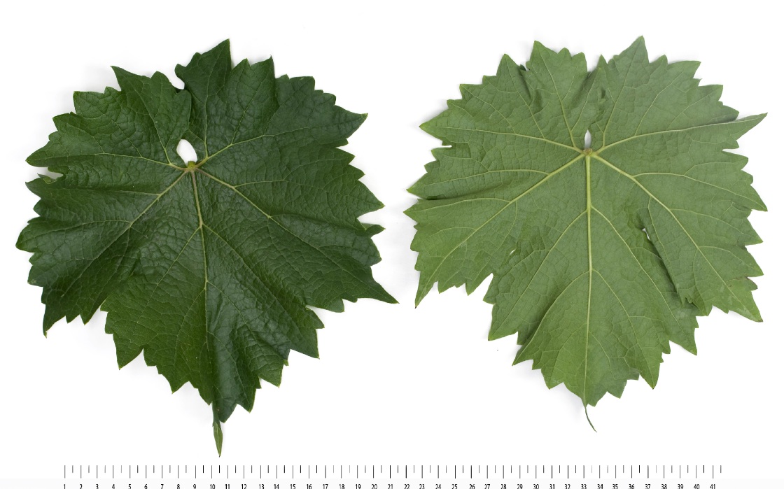 Cabernet Jura - Mature leaf