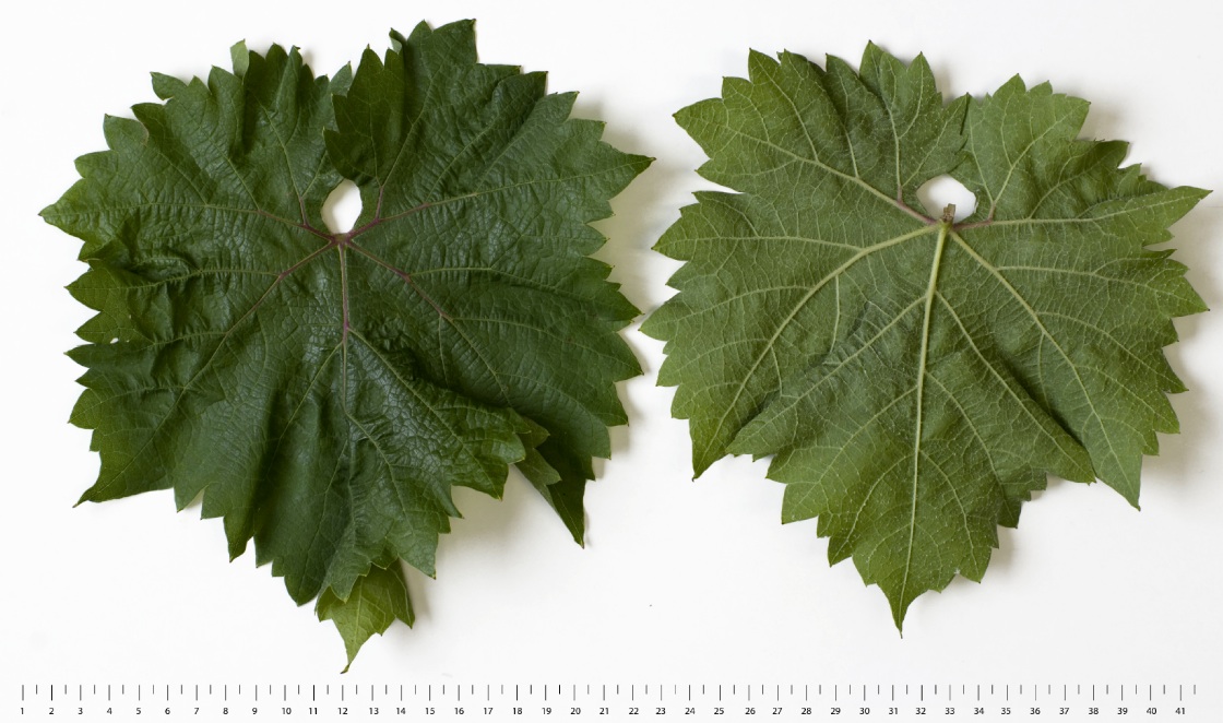 Cabertin - Mature leaf