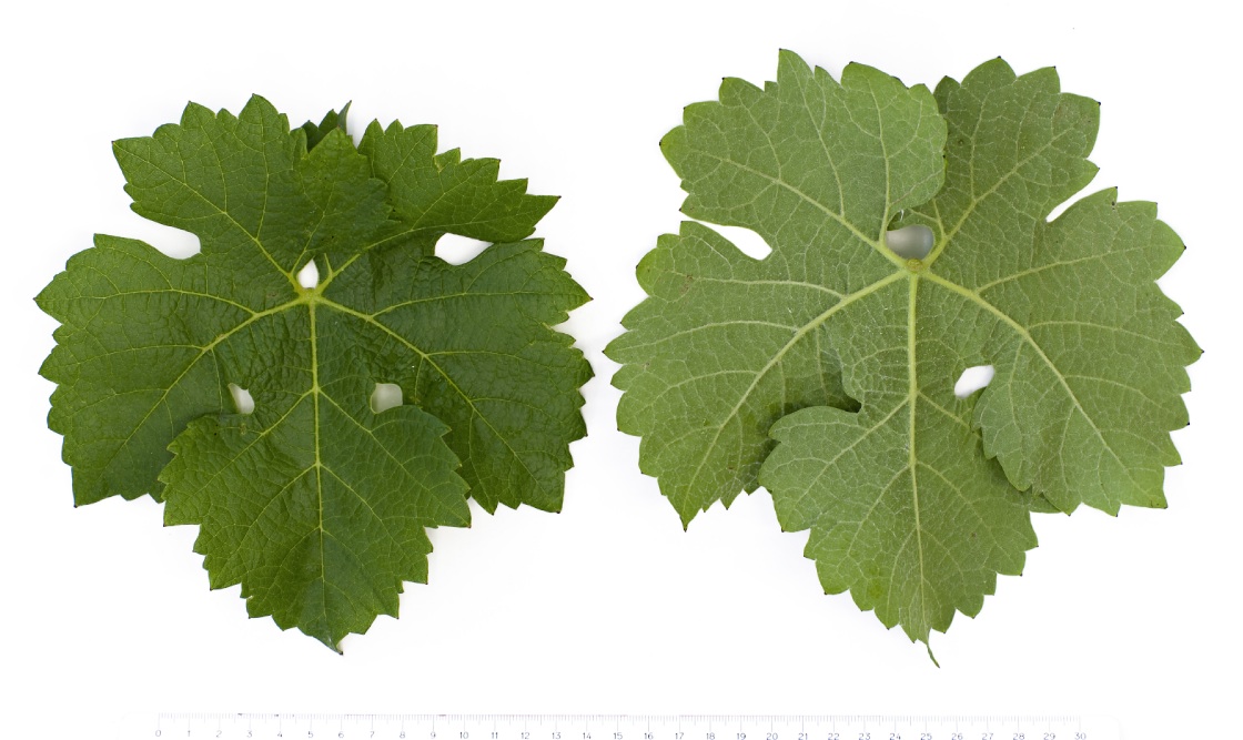 Cabernet Blanc - Mature leaf