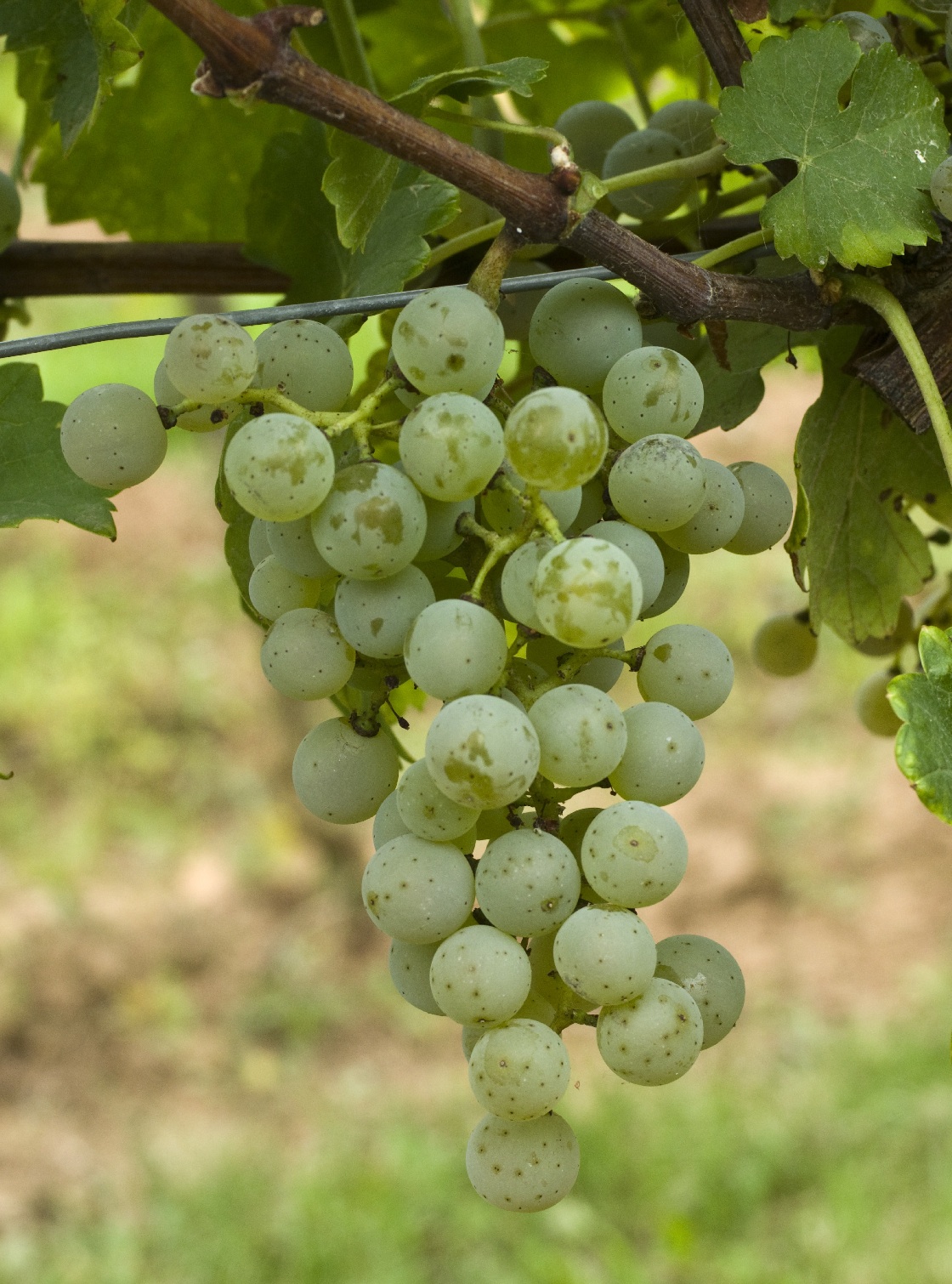 Cabernet Blanc - Cluster in the field
