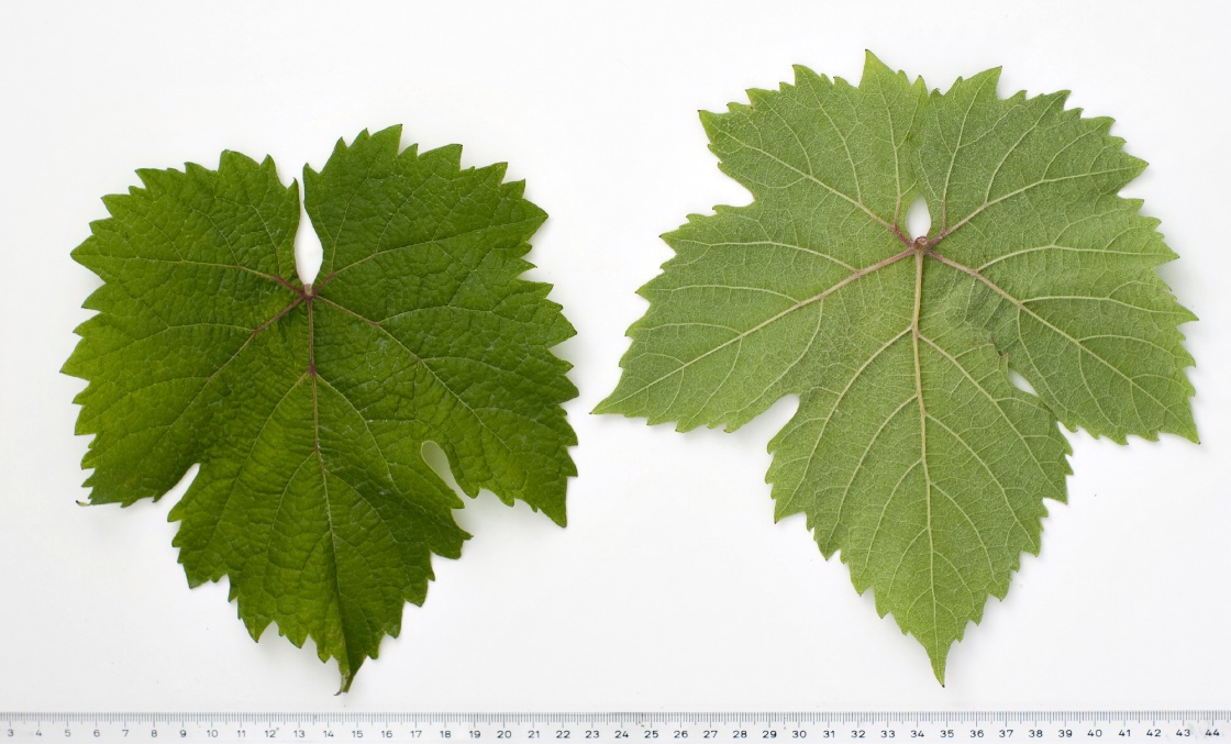 Albana Bianca - Mature leaf