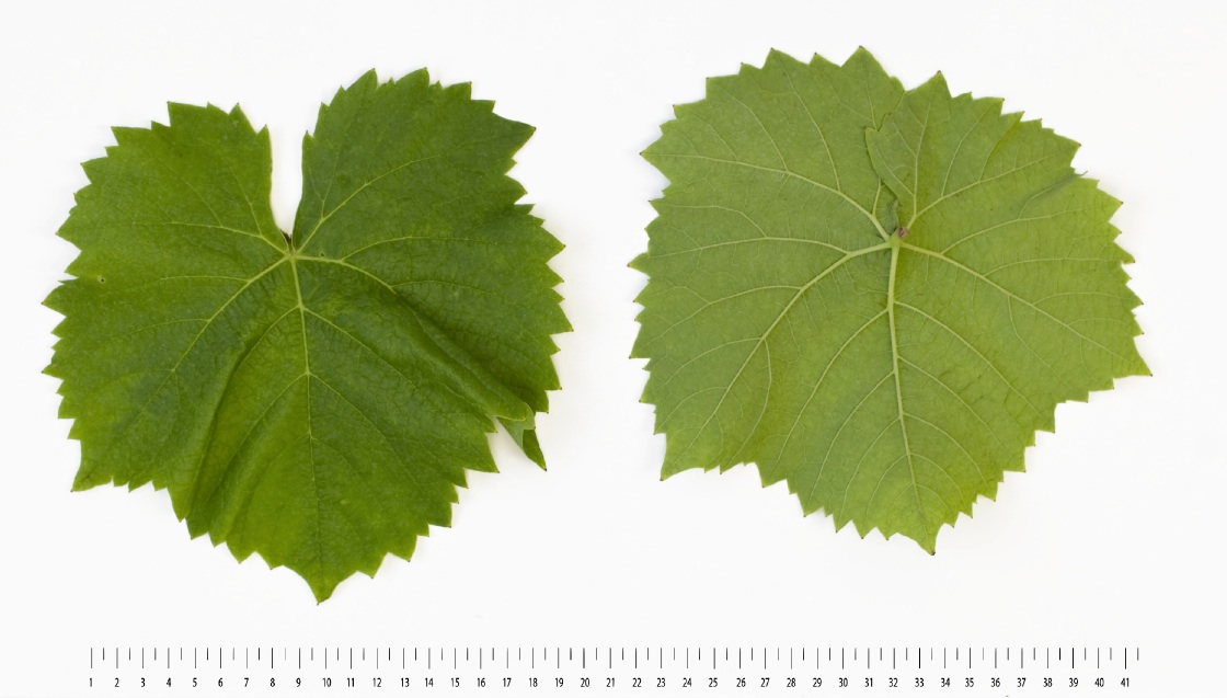Muscaris - Mature leaf