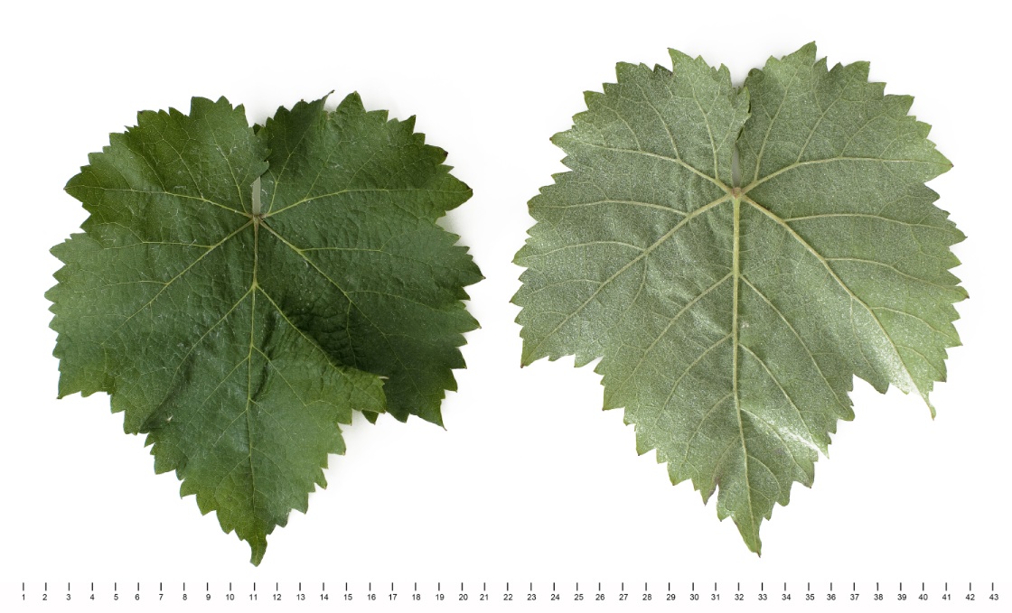 Chatus - Mature leaf